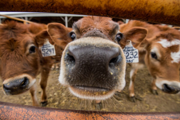 Closeup photo of a cow's face.