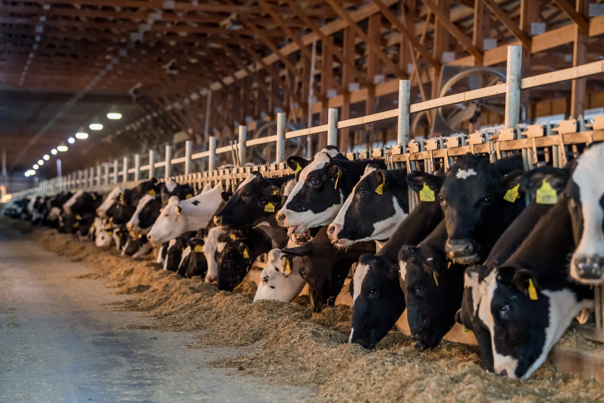 Cows in a barn, eating feed.