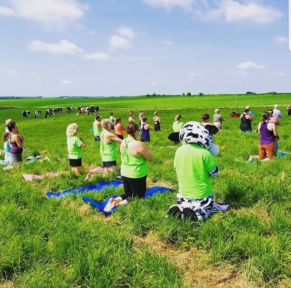 A group of adults as well as an adult in a cow costume do yoga in a pasture that has cows grazing in it.