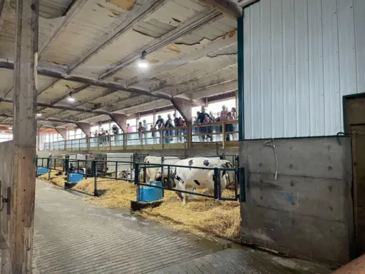 Boadwine South Dakota Dairy Farm Calving