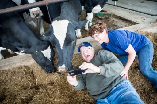 Middle aged couple taking selfies with cows in a barn.