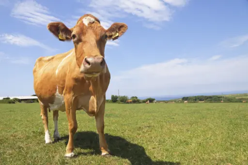 Guernsey cows in field