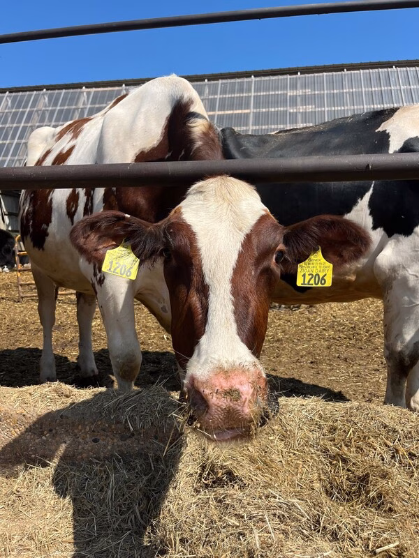 Red and white cow looking at camera