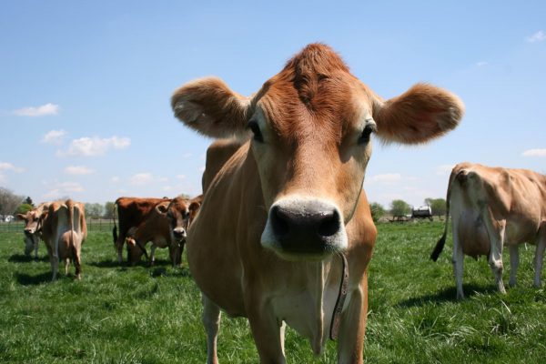 Jersey cows in a pasture.