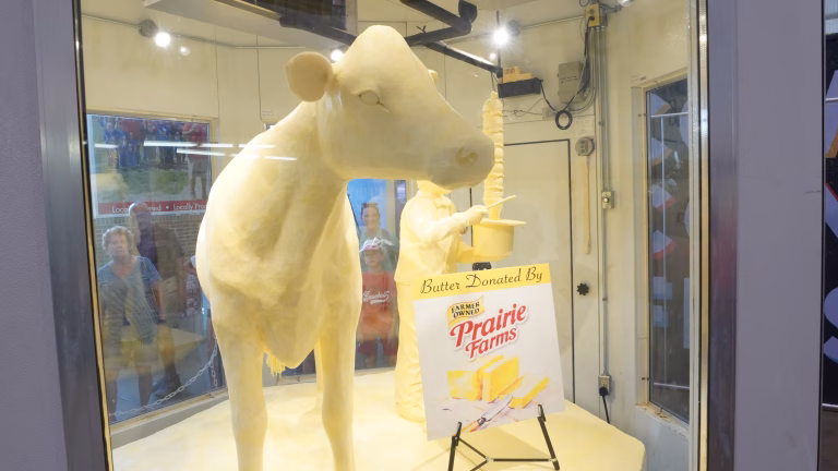 Illinois State Fair cow sculpted out of butter next to Prairie Farms sign.