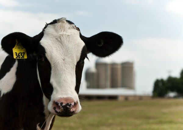 Closeup photo of a cow with a barn and silos in the background.
