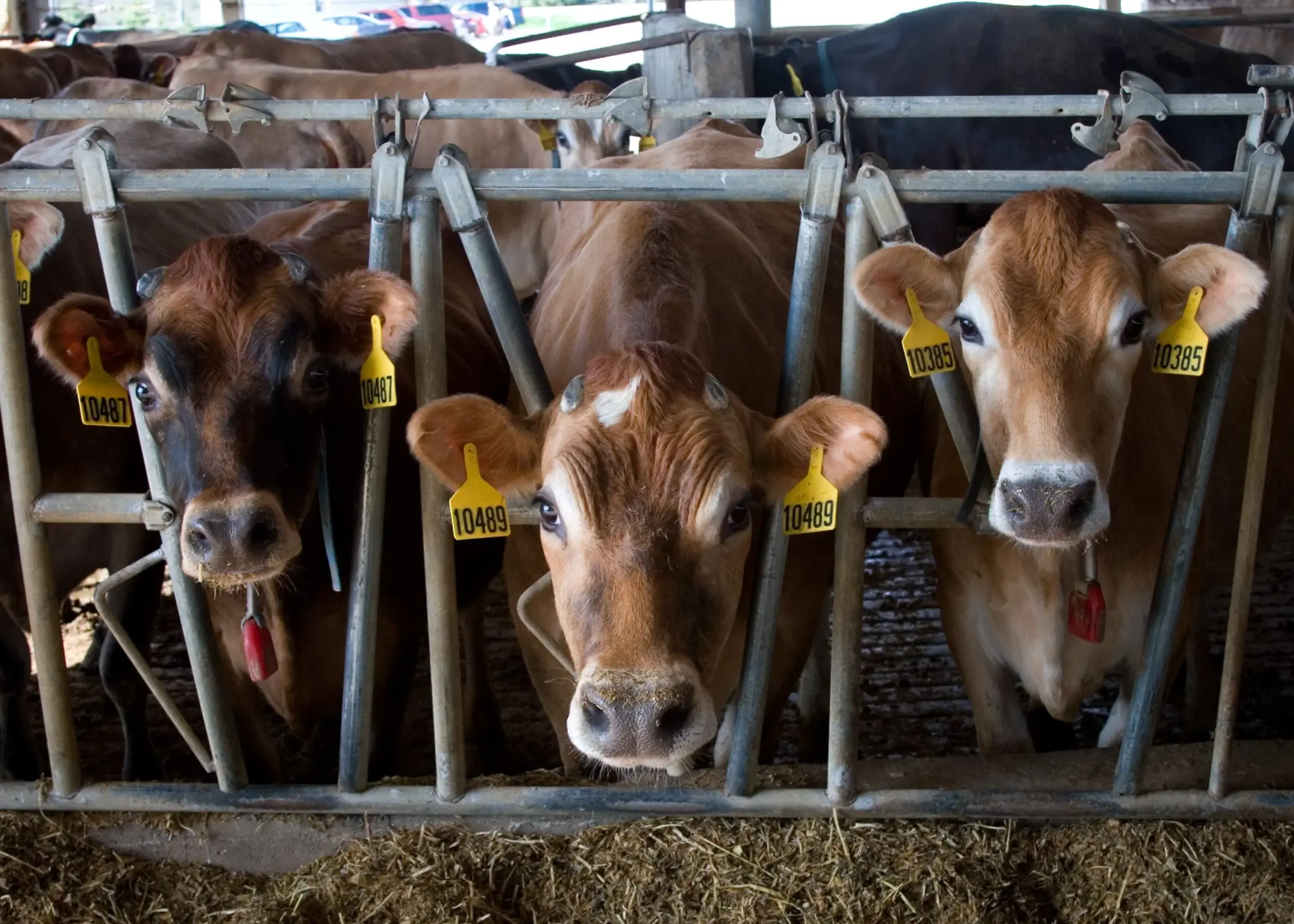 Three cows in stanchions.