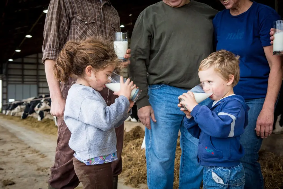 Two young children drinking glasses of milk in a barn, surrounded by adults, with cows in the background.