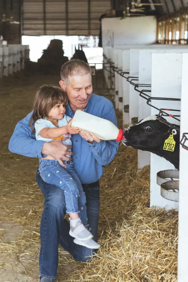 farmer with little girl feeding calf