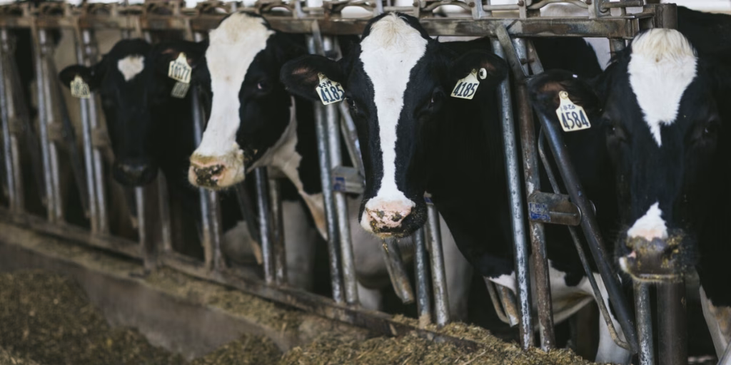 Cows lined up eating