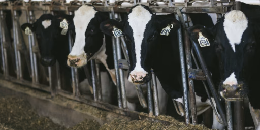 Cows lined up eating
