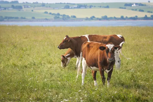Three Ayrshire cows grazing in field at Prince Edward Island, Canada