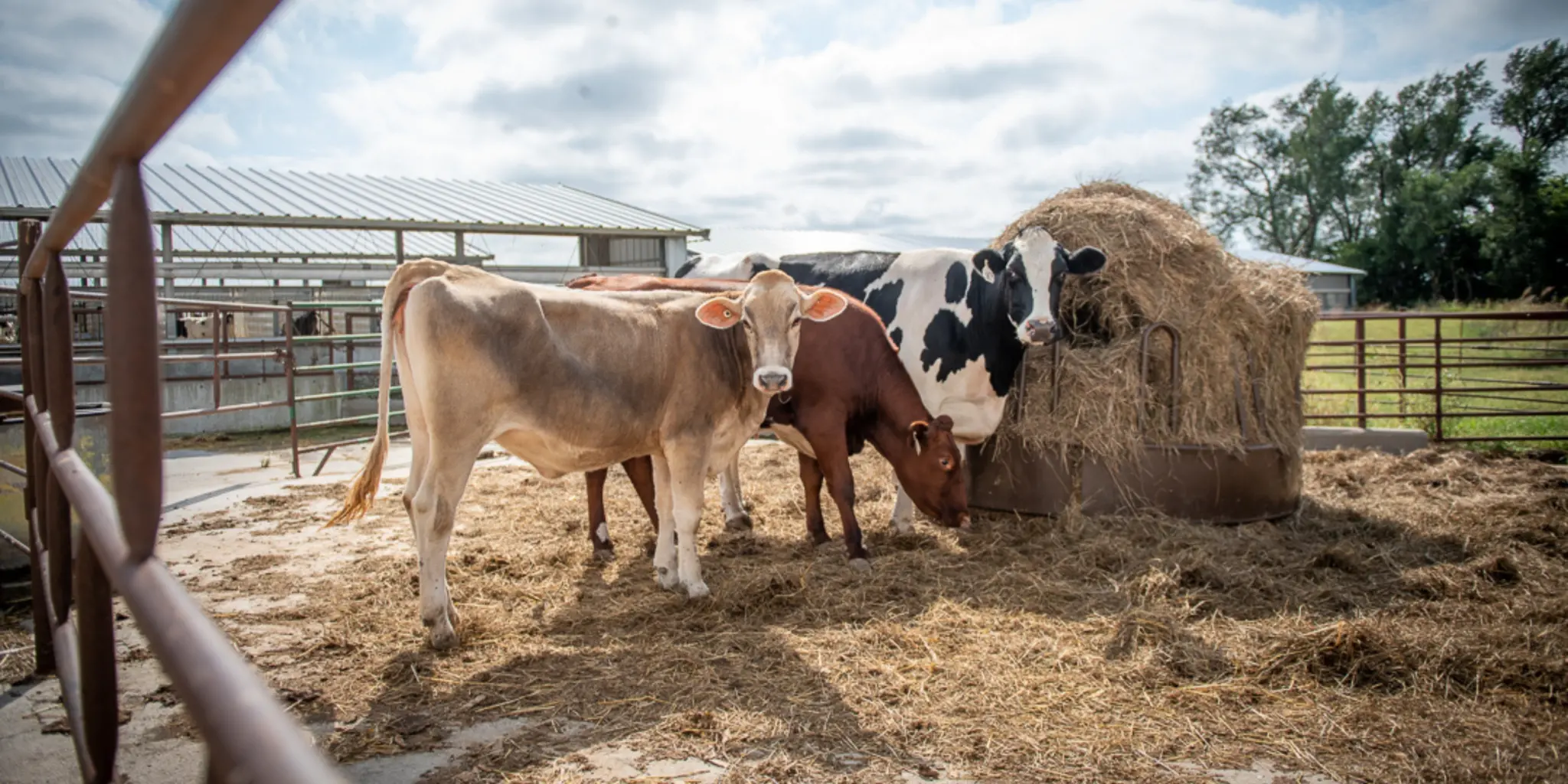 dairy cows grazing