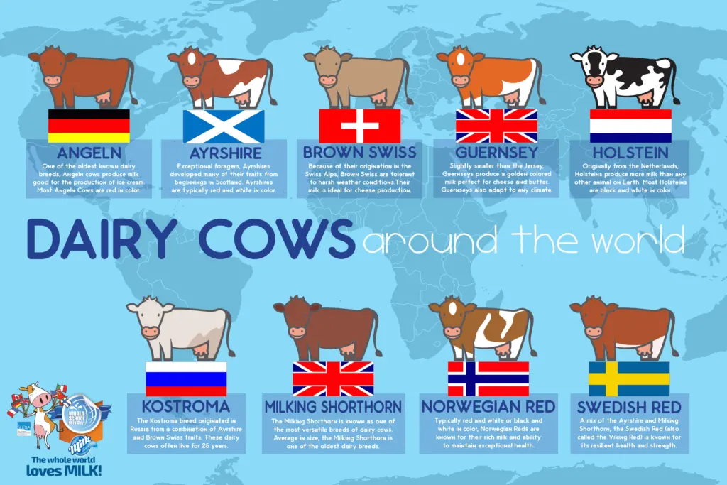 Dairy cow breeds around the world