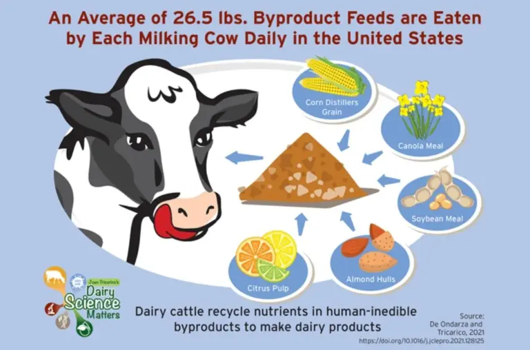 Dairy Cow Upcycling graphic