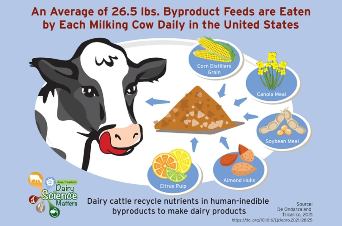Types Of Dairy Cows Midwest Dairy types-of-dairy-cows-midwest-dairy