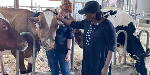 African American woman petting cow
