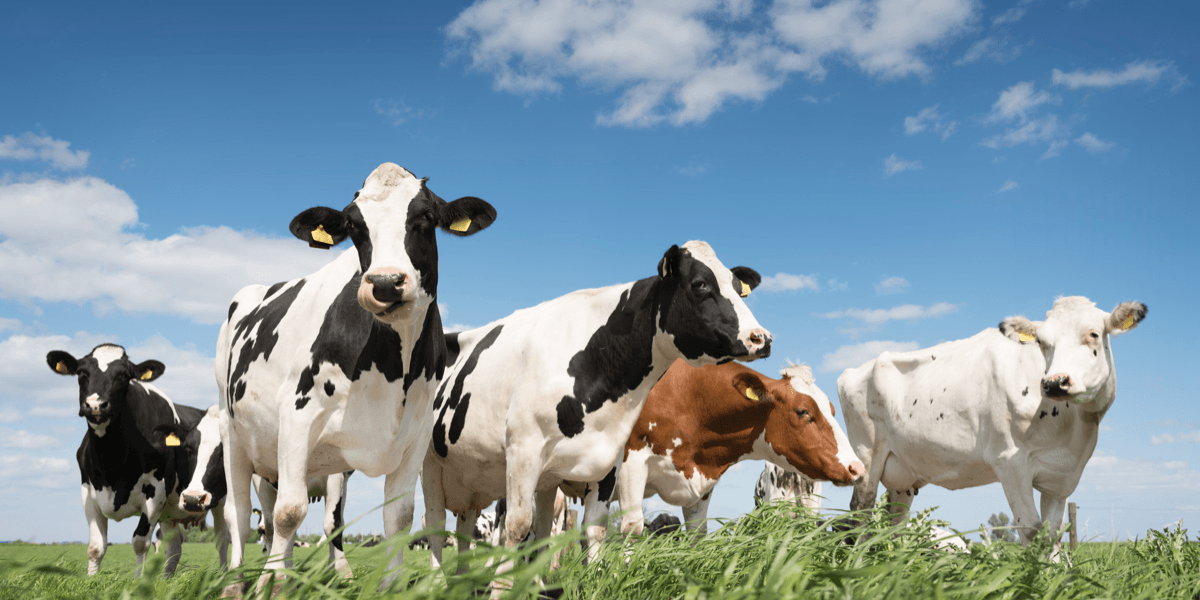 Cows grazing in a field.