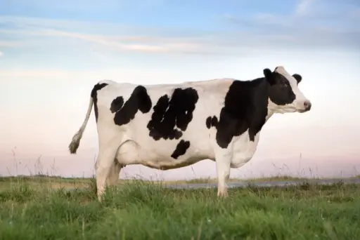 Holstein Dairy Cow