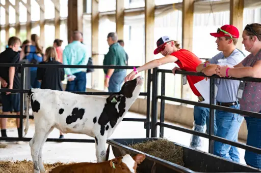 Students petting calf during farm tour