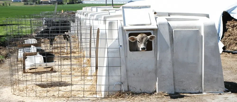 How do calves stay warm in the winter