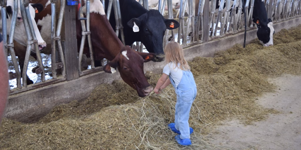 Young child hand feeding dairy cows