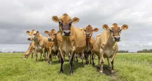 Jersey cows in pasture