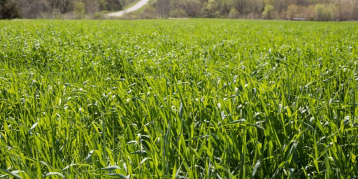 Close up of cover crops on dairy farm.