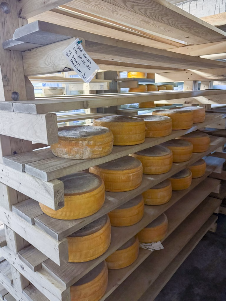 Wheels of cheese aging on shelves