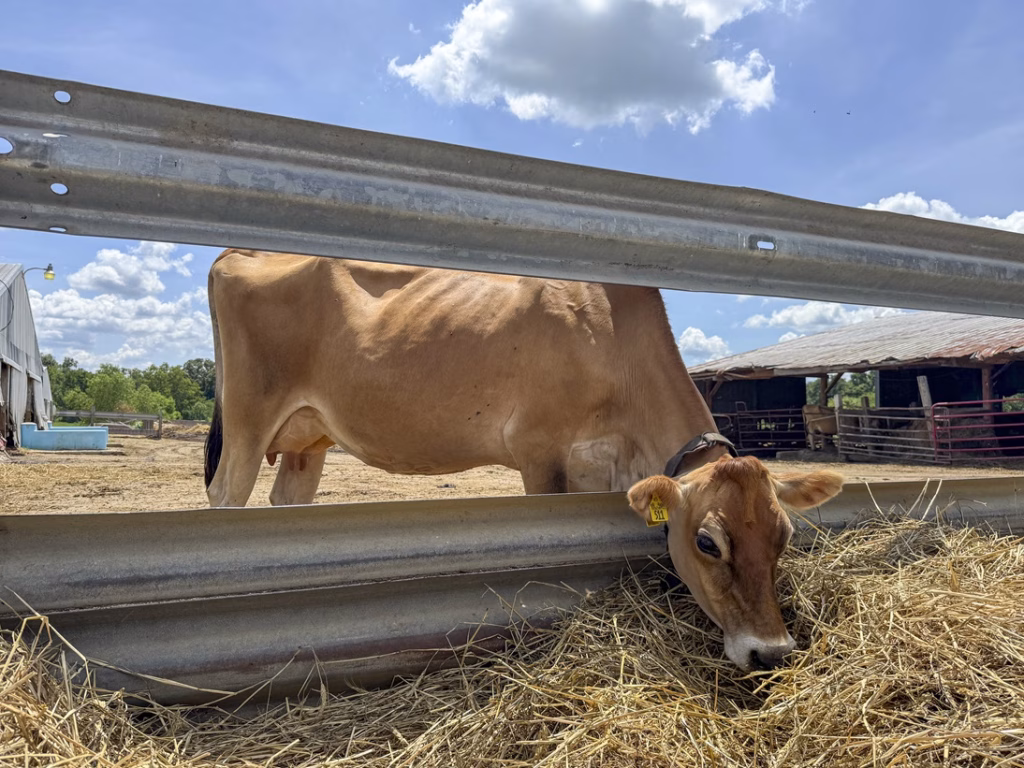 Jersey cow eating outside