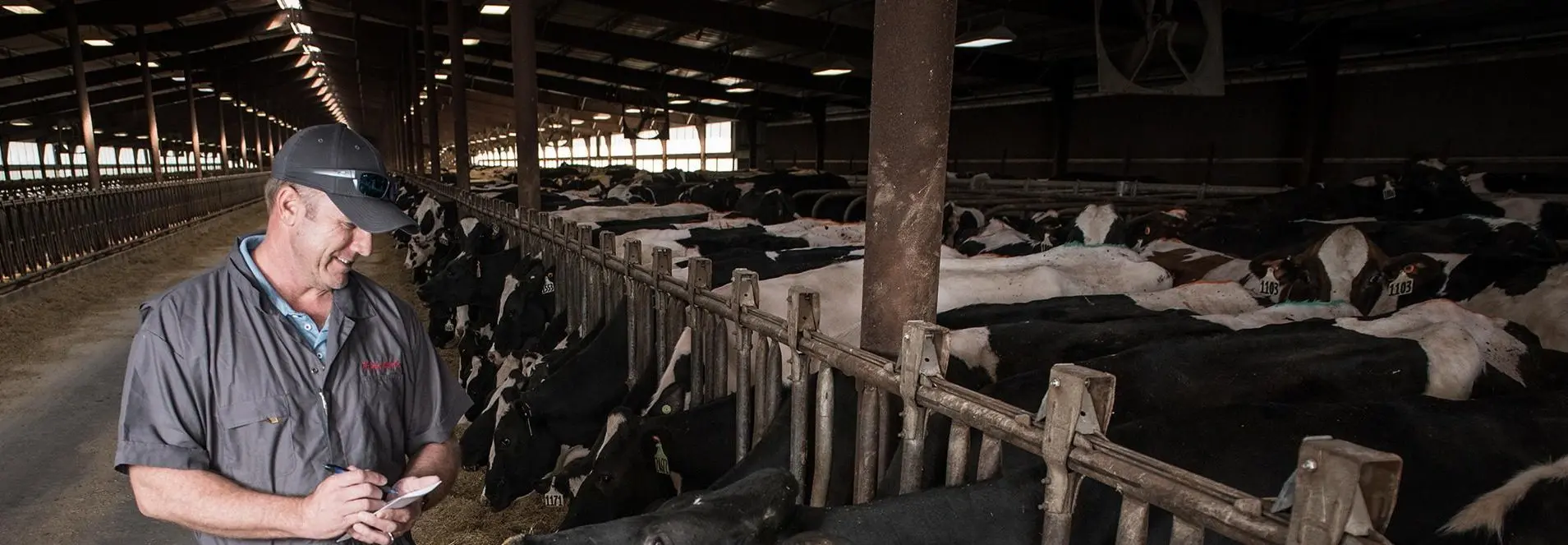 A dairy farmer in barn, checking on his cows.