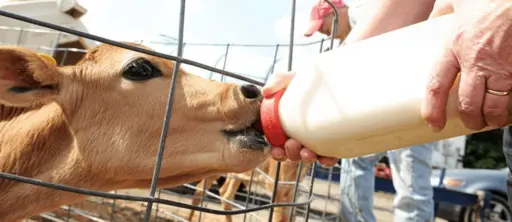 What happens when a calf is born?