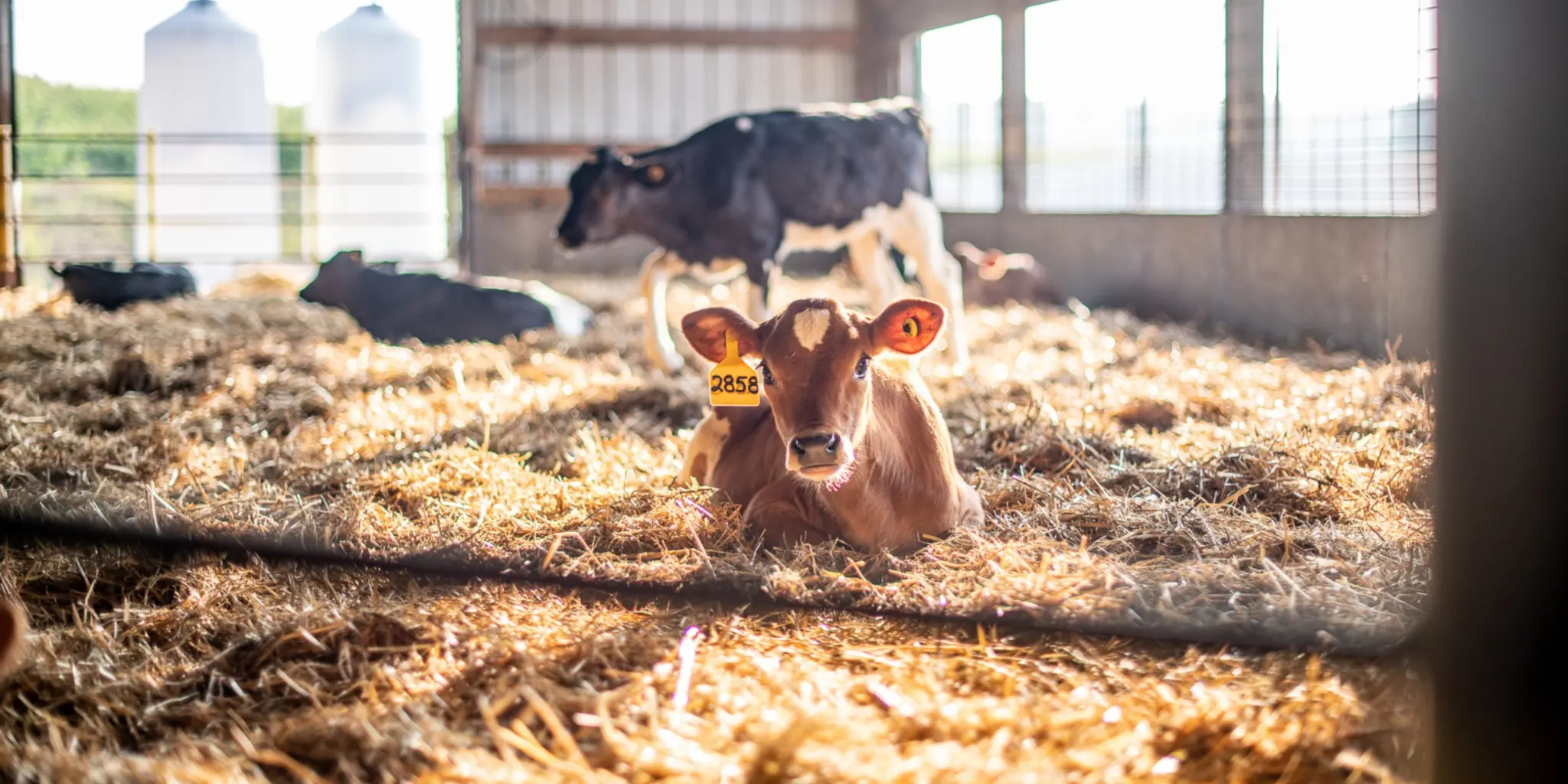 jersey calf in straw