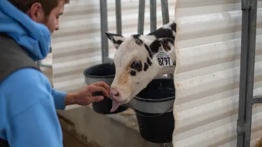 Man with a baby cow